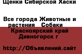 Щенки Сибирской Хаски - Все города Животные и растения » Собаки   . Красноярский край,Дивногорск г.